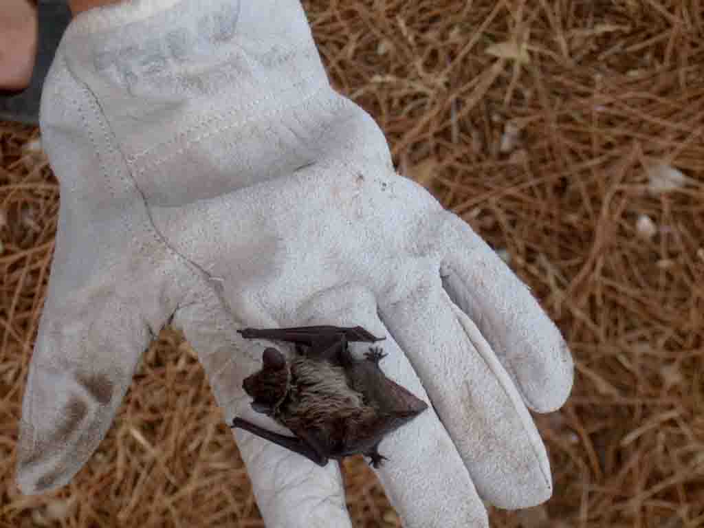 Pipistrello pipistrello, ti par bello...